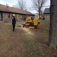 Joels Pro Tree Service of Xenia image 3